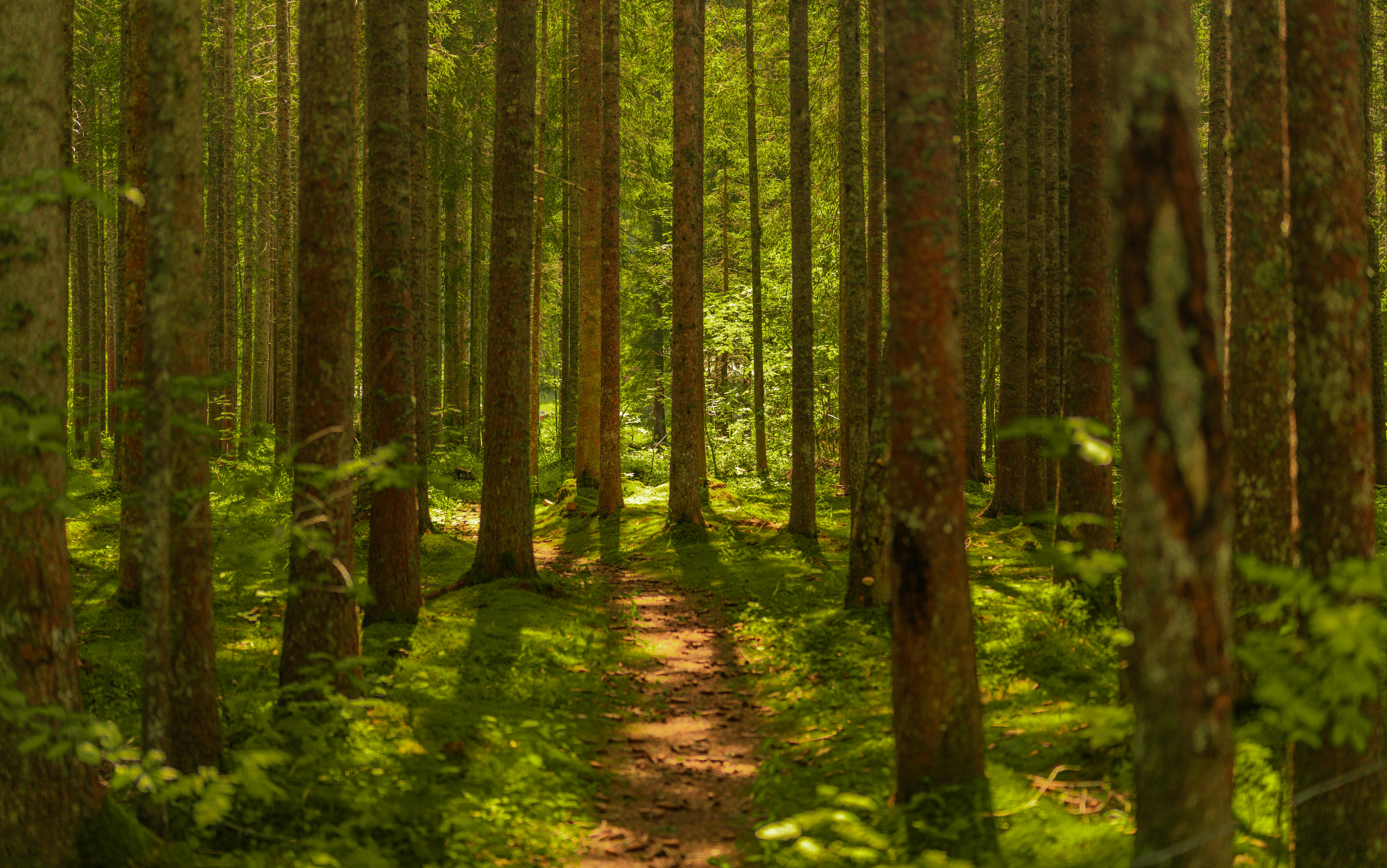 Skogsindustrierna välkomnar förtydligandet