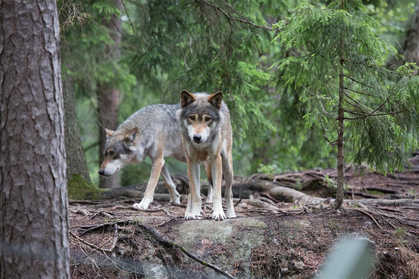 Licensjakten på varg